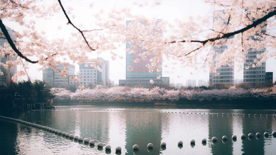 What I Would Do Differently at Seokchon Lake Cherry Blossom Festival (호수벚꽃축제) Next Time