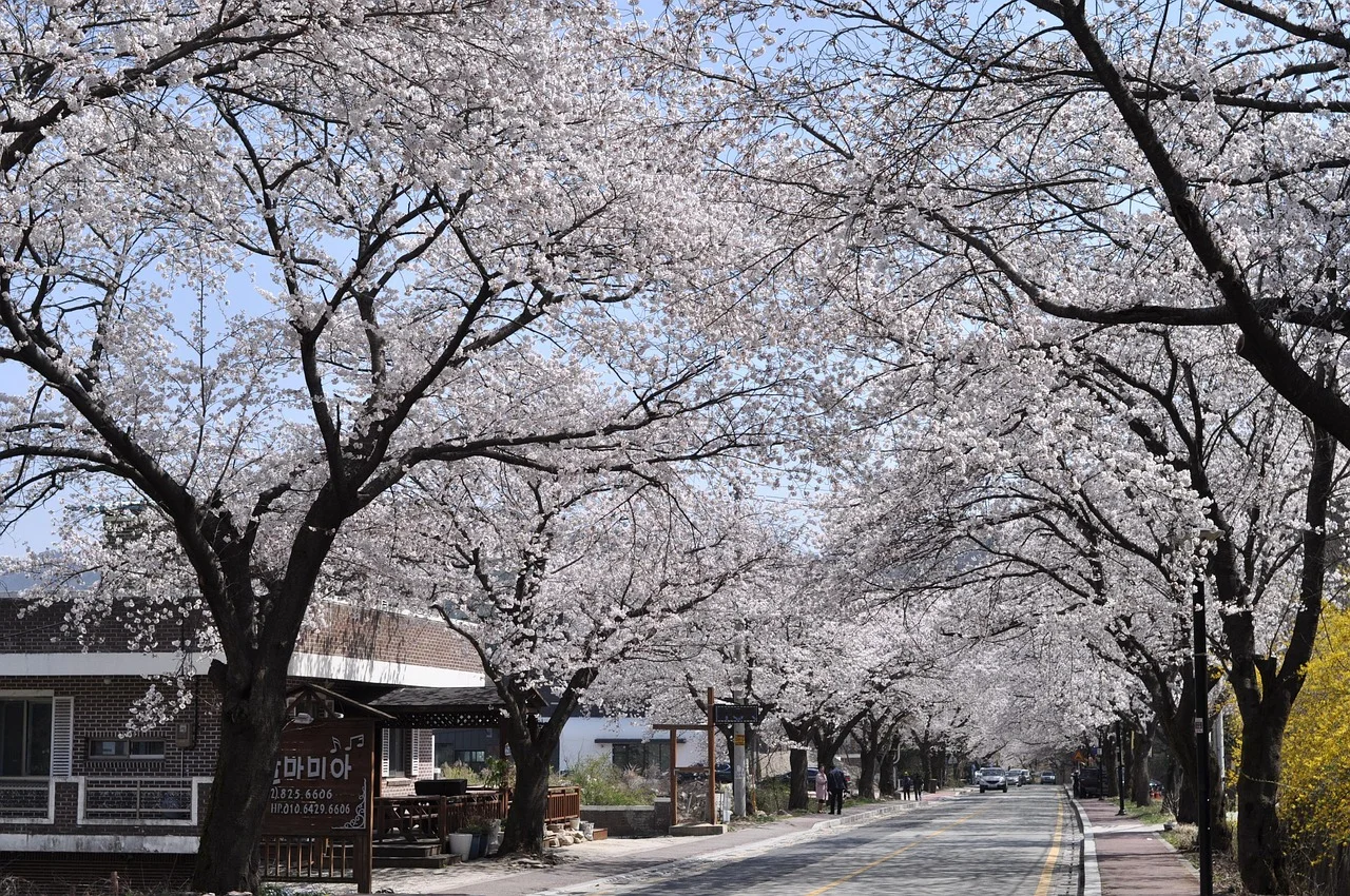 best time to visit korea to see cherry blossom