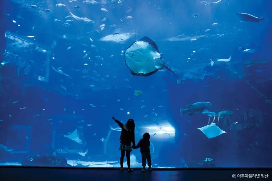 Is Aqua Planet Ilsan (아쿠아플라넷 일산) Interesting for Non-Koreans? My Honest View