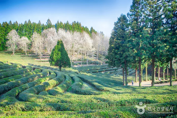 Daehan Dawon Tea Plantation (대한다원): What to See and How to Get There