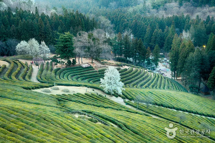 대한다원(보성다원)