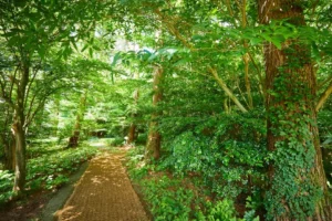 Gwonjeoreum Parasitic Cone (권제오름): What to See and How to Get There